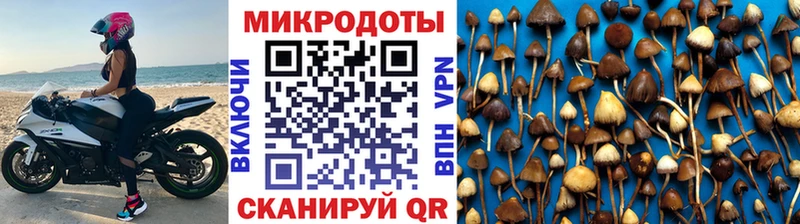 Купить закладки Шимановск Галлюциногенные грибы Psilocybine cubensis